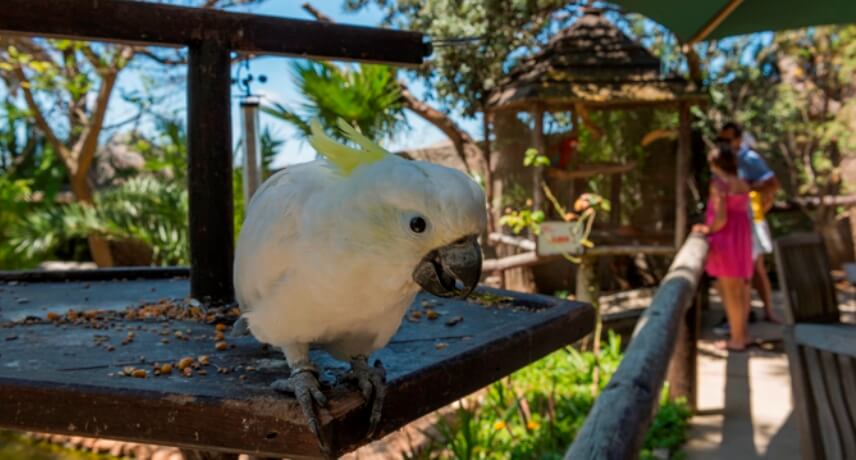 O que fazer no Porto Santo